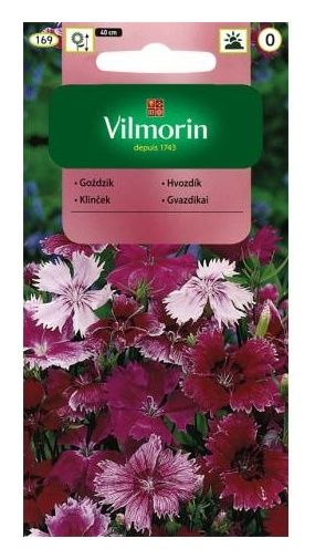 Goździk chiński 1g Vilmorin