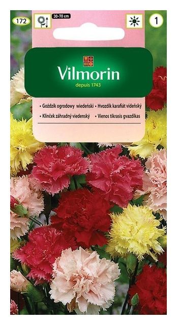 Goździk Ogrodowy wiedeński 0,5g Vilmorin