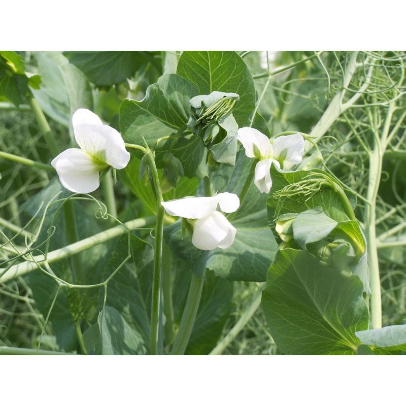 Groch siewny Tarchalska C1 50 kg Danko