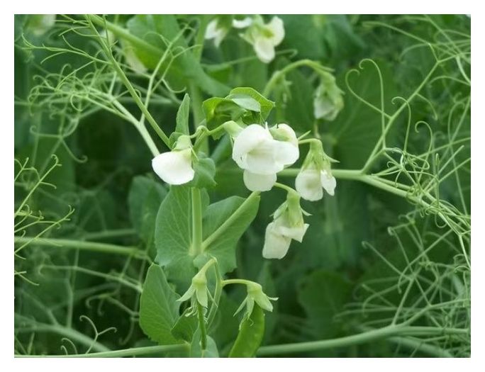 Groch Batuta C1 W 1000 kg Granum