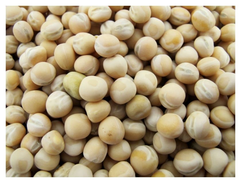 Groch siewny Astronaute C1 - 25kg  Saaten Union