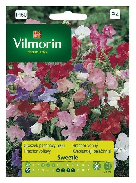 Groszek pachnący Sweetie Vilmorin