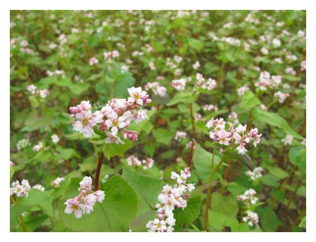 Gryka Kora C2 20kg Granum