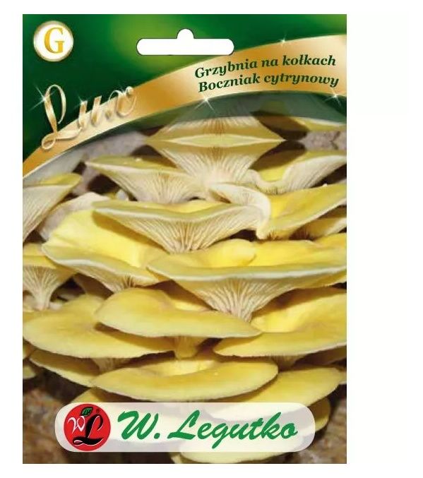 Grzybnia Boczniak cytrynowy 20szt Legutko
