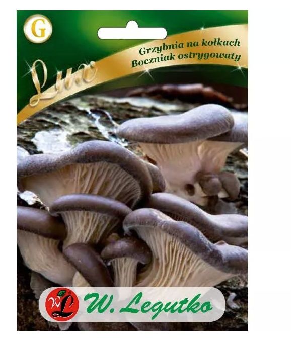 Grzybnia Boczniak ostrygowaty 20szt Legutko