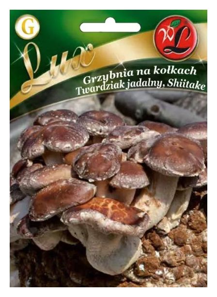 Grzybnia Twardziak jadalny - 20szt Legutko