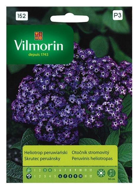 Heliotrop Peruwiański Vilmorin