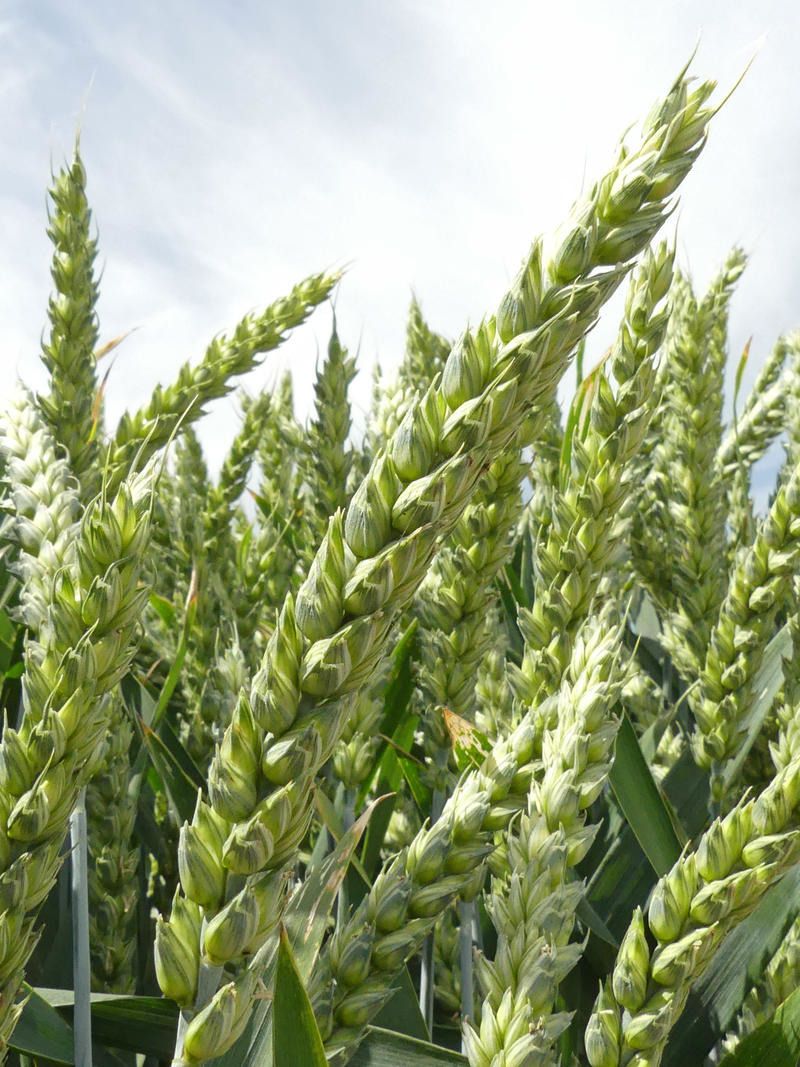 Pszenica ozima Hymalaya F1 C1 500tyś Saaten Union