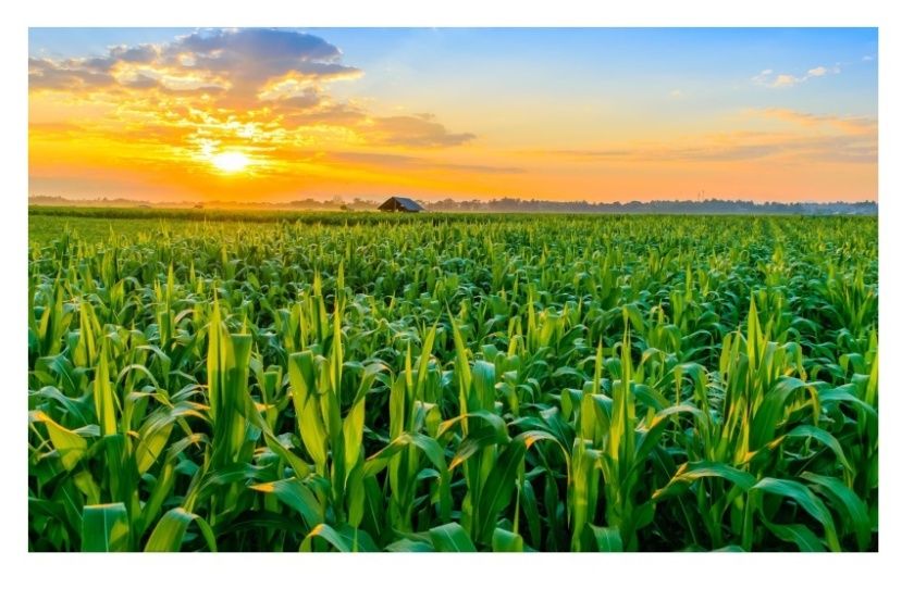 Kukurydza DKC 3939 F1 50tys C1 Force Bayer