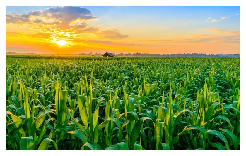 Kukurydza SY Fregat F1 50tyś C1 Korit + Force Syngenta