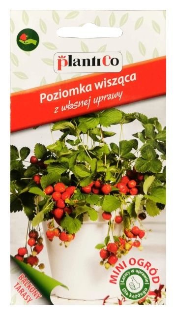 Poziomka wisząca Attila 0,1g PlantiCo