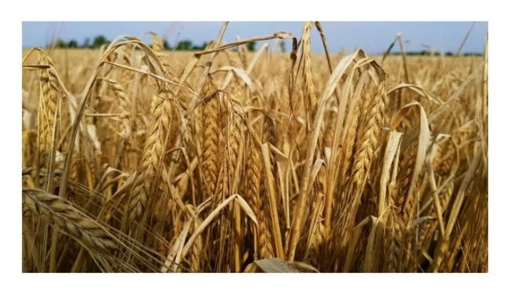 Jęczmień jary Soldo C1 BB 1000 kg MHR