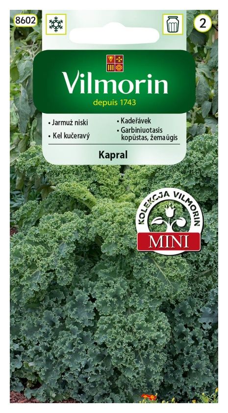 Jarmuż niski Kapral 2g Vilmorin