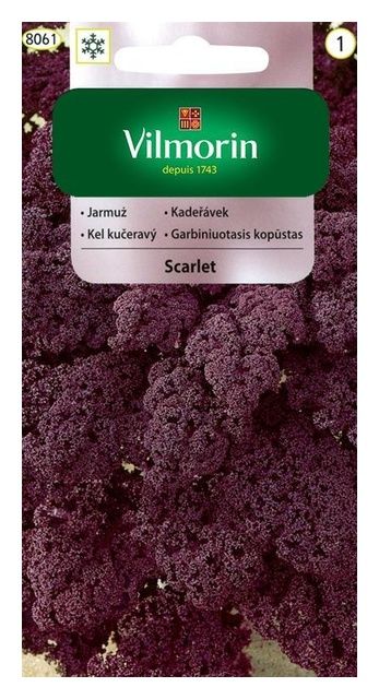 Jarmuż Scarlet 2g Vilmorin