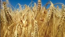 Jęczmień ozimy RGT Mela C1 W 1000kg RAGT