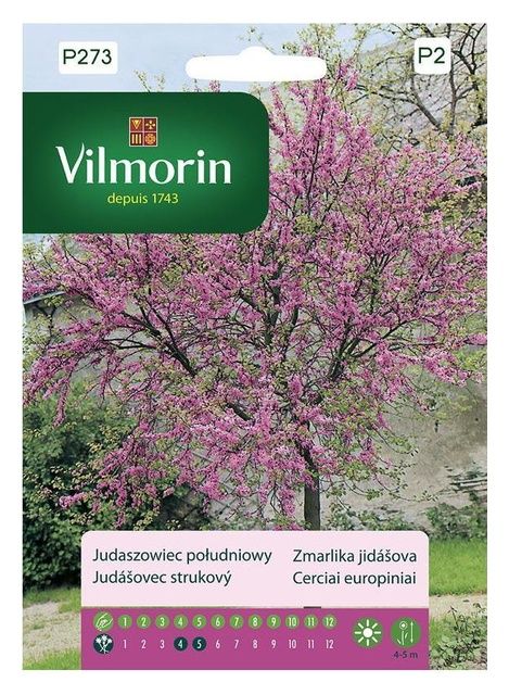 Judaszowiec południowy Vilmorin
