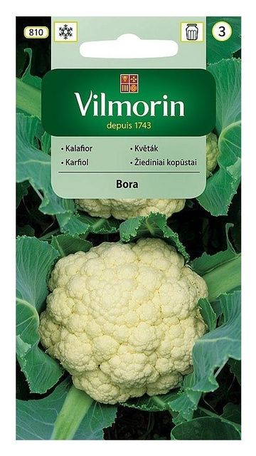 Kalafior Bora 1g Vilmorin