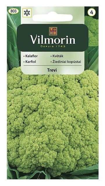 Kalafior Trevi F1 Vilmorin