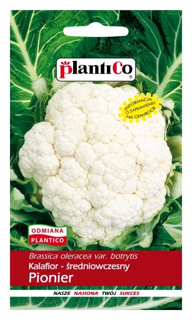 Kalafior PIONIER 50g PlantiCo
