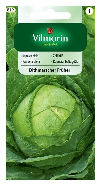 Kapusta biała Dithmarscher Früher 2g Vilmorin