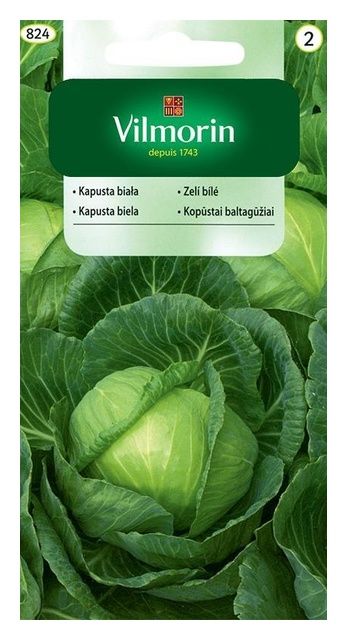 Kapusta biała Sława z Gołębiewa 2g Vilmorin
