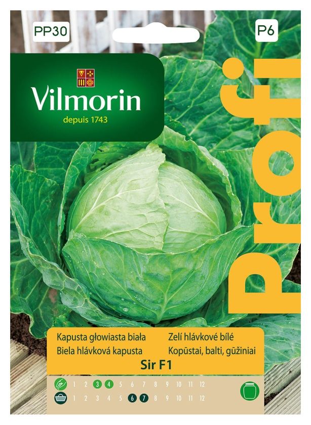 Kapusta głowiasta biała Sir F1 35 ziaren Vilmorin
