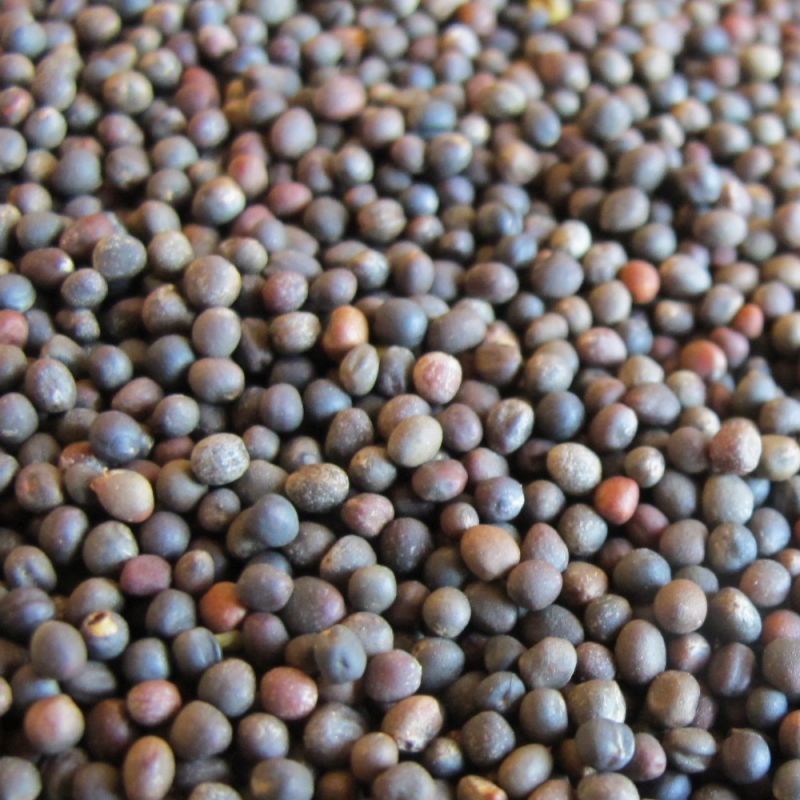 Kapusta pastewna Boma C1 Granum