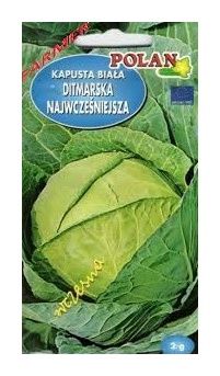 Kapusta Ditmarska 2g Polan