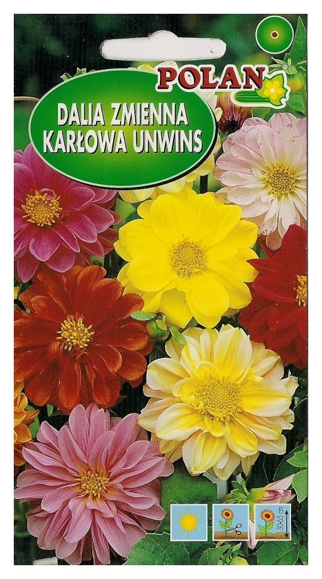 Dalia zmienna Uwins 2g Polan