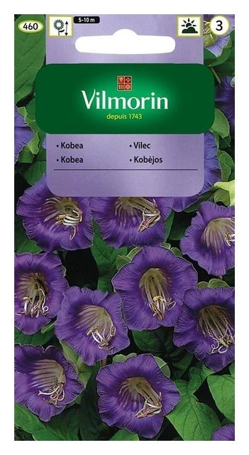 Kobea Pnąca fioletowa 0,5g Vilmorin