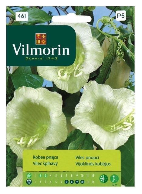 Kobea Pnąca Vilmorin