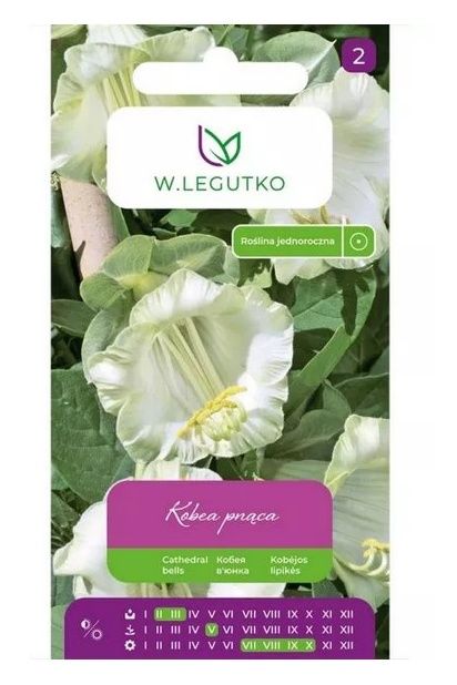 Kobea pnąca biała - 6 nasion Legutko