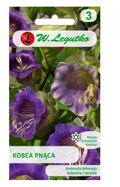 Kobea pnąca fioletowa - 6 nasion Legutko
