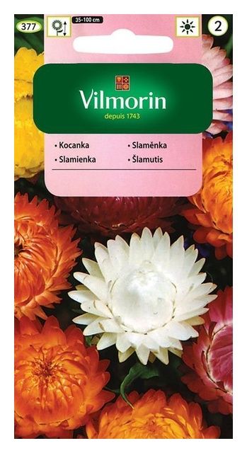 Kocanka Ogrodowa 2g Vilmorin