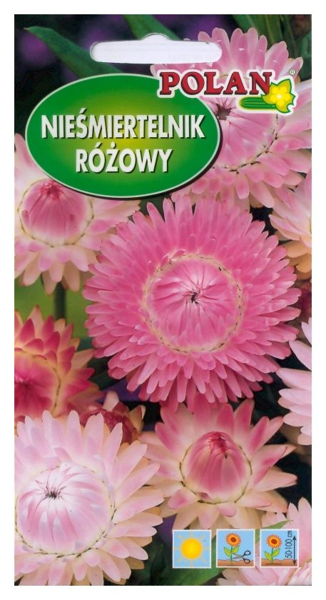 Kocanka ogrodowa Polan