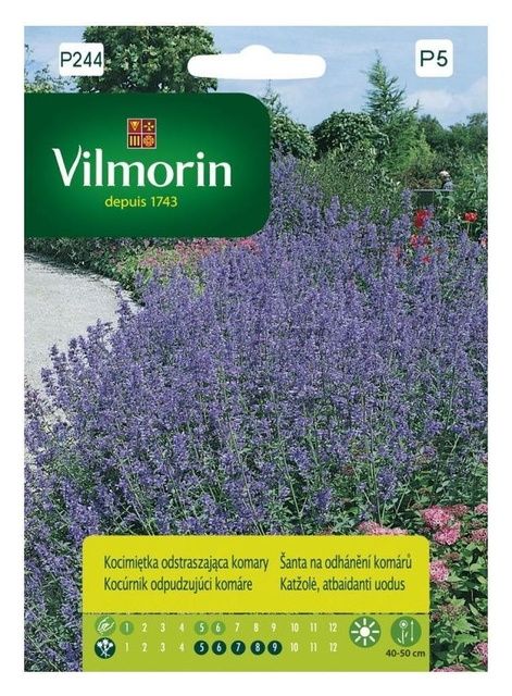 Kocimiętka odstraszająca komary Vilmorin