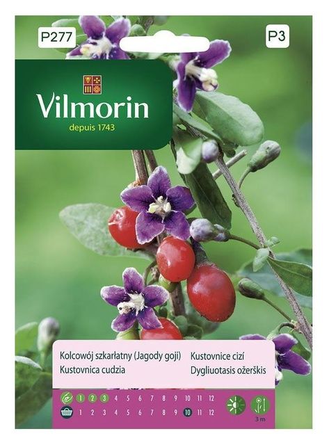 Kolcowój - Jagody goji Vilmorin