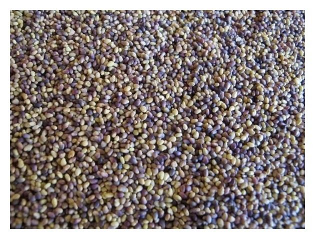 Koniczyna łąkowa czerwona Rozeta C1 Granum