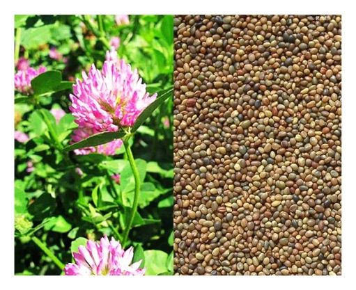 Koniczyna perska DS Magic 1kg Granum