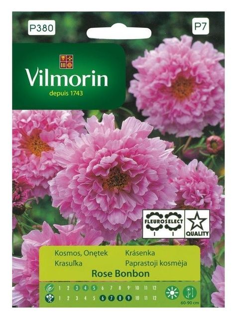 Kosmos Rose Bonbon Vilmorin
