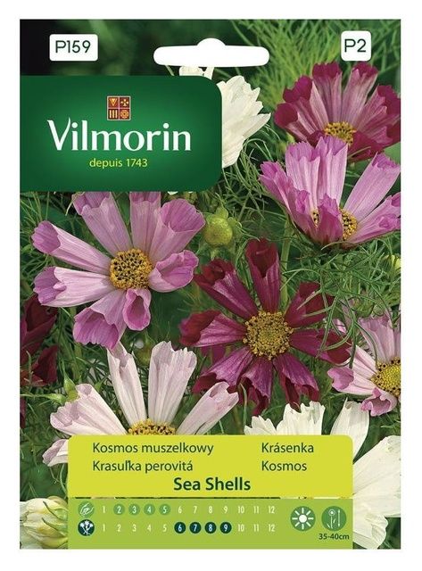 Kosmos Sea Shells Vilmorin