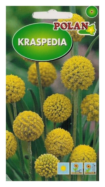 Kraspedia żółta 0,1g Polan