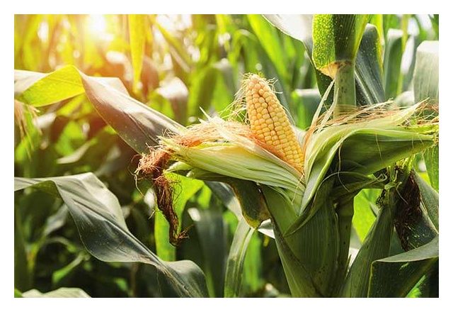 Kukurydza DKC 3888 F1 C1 50tys Force Bayer