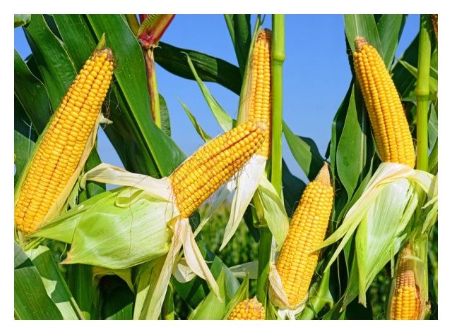 Kukurydza Tipico F1 50tyś C1 Optiplus Saatbau