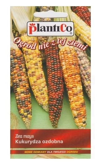 Kukurydza ozdobna Amero kolorowe kolby 4g PlantiCo