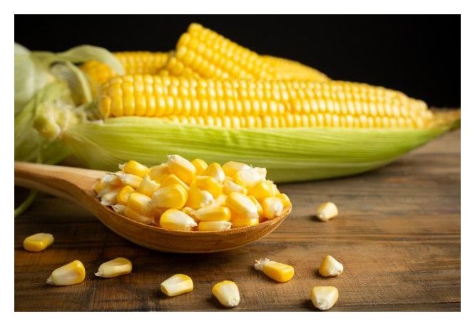 Kukurydza Mas 28.A F1 50tyś C1 Maisadour