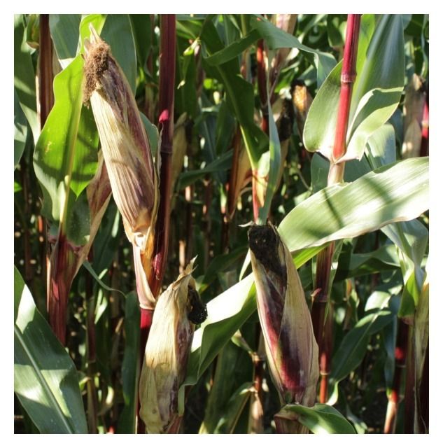 Kukurydza Jaipur F1 C1 50 tyś Korit KWS