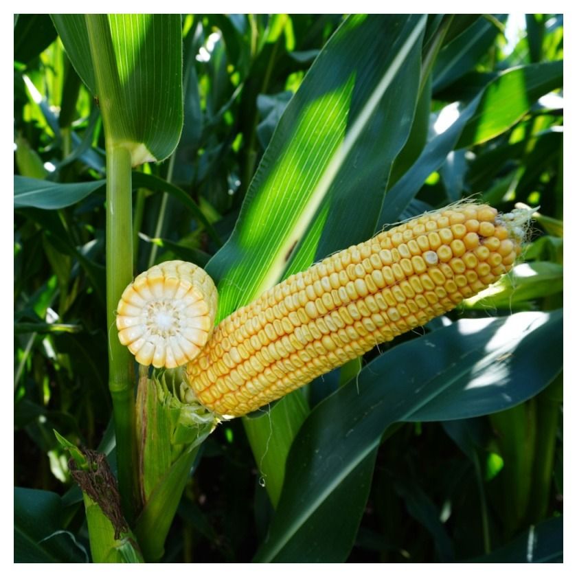 Kukurydza Leandro F1 C1 50 tyś Korit KWS