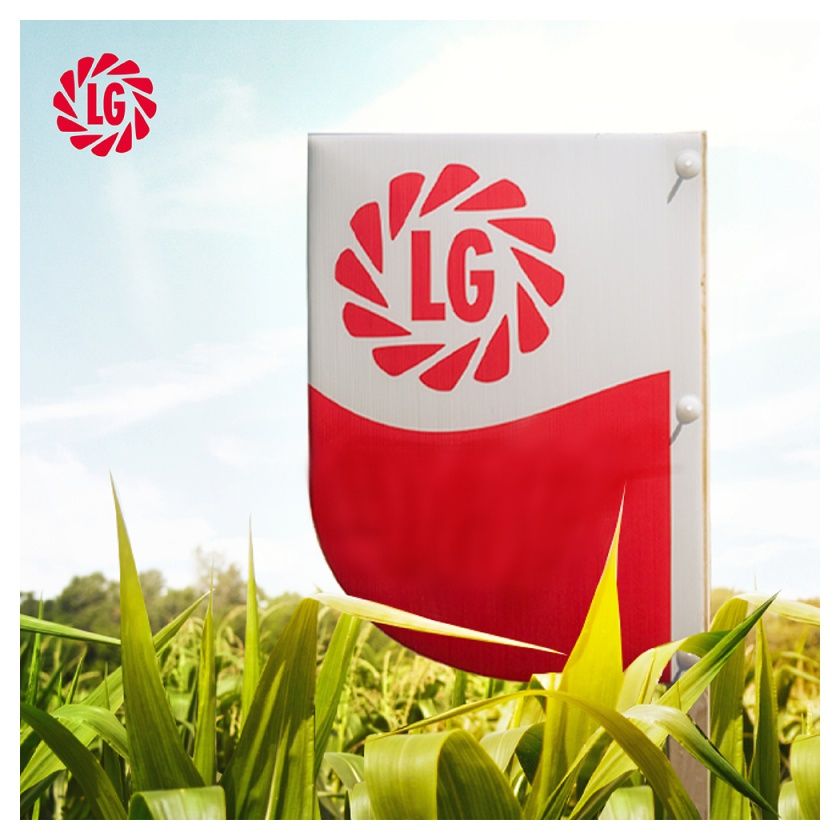 Kukurydza Ashley F1 C1 50 tyś Starcover Limagrain