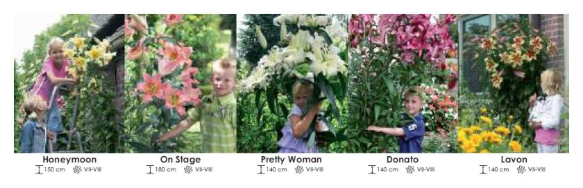 Lilie drzewiaste zestaw 375